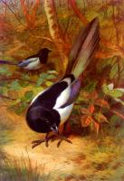 Thorburn, Archibald - Magpies